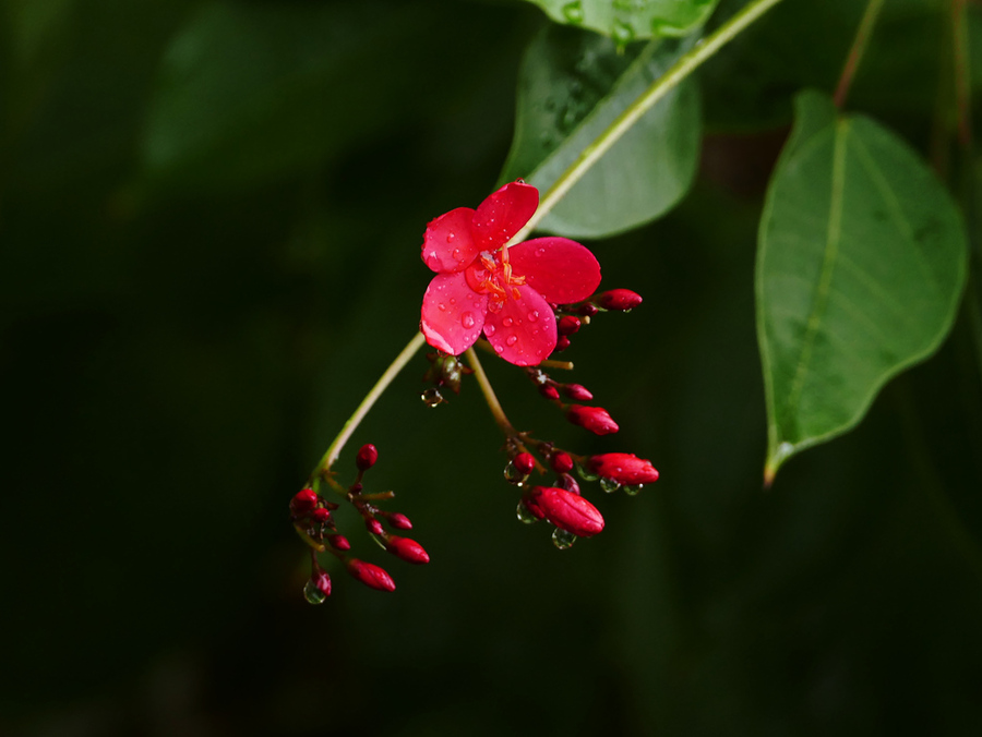 点击大图看下一张：琴叶珊瑚赏析图