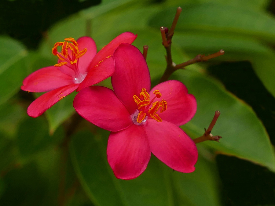 点击大图看下一张：琴叶珊瑚赏析图