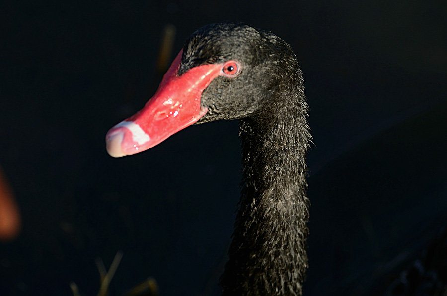 点击大图看下一张：黑天鹅面面观