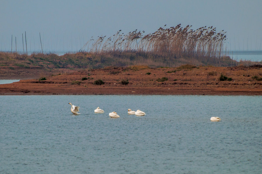 点击大图看下一张：石臼湖寻得懒天鹅一群