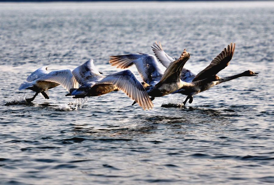 点击大图看下一张：天鹅之恋