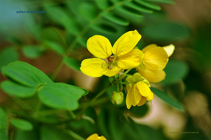 点击大图看下一张：黄槐高清赏析图