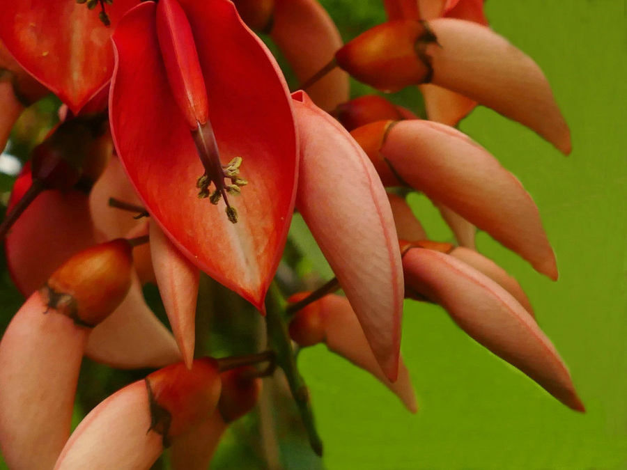 点击大图看下一张：鸡冠刺桐高清赏析图