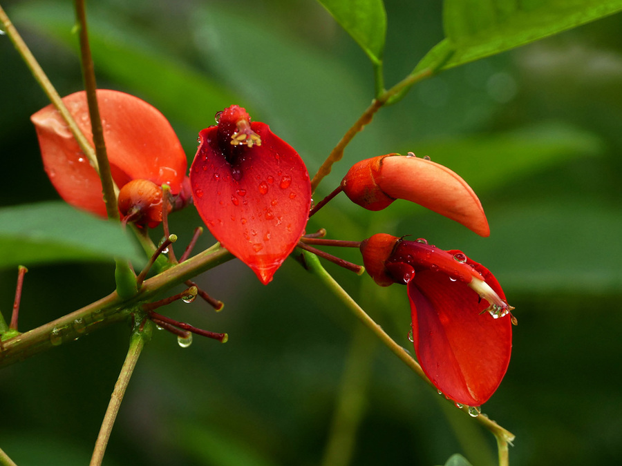 点击大图看下一张：鸡冠刺桐高清赏析图