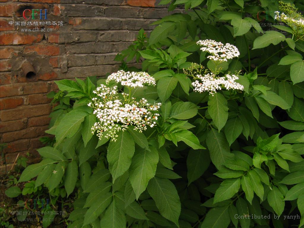 点击大图看下一张：接骨草的图片