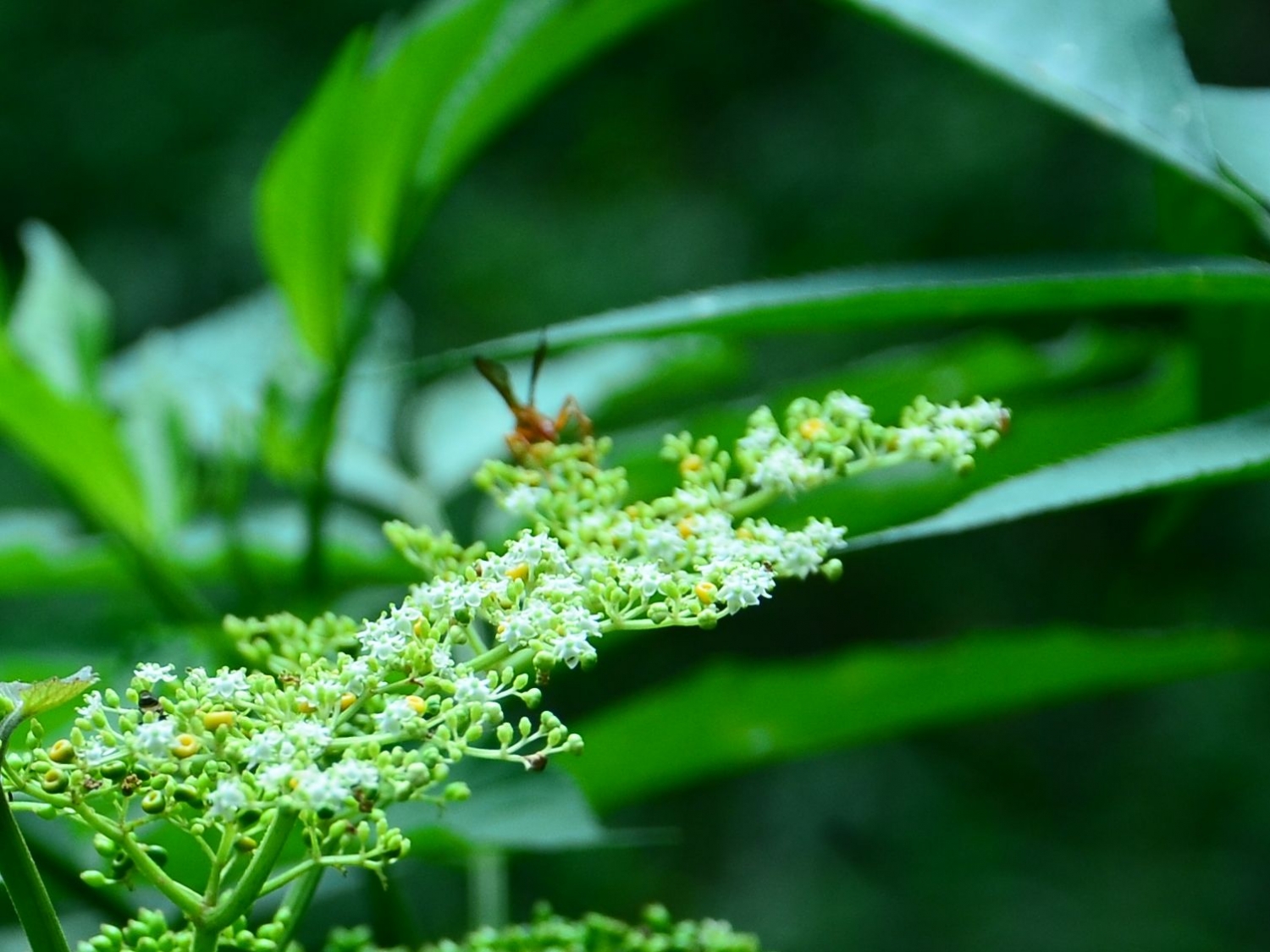 点击大图看下一张:接骨草的图片