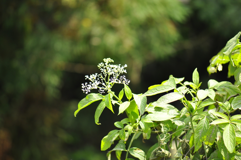 点击大图看下一张：接骨草的图片