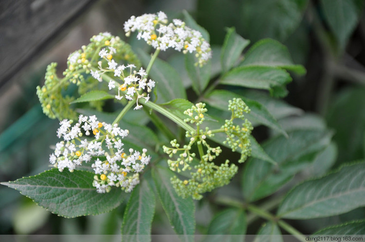 点击大图看下一张:接骨草的图片