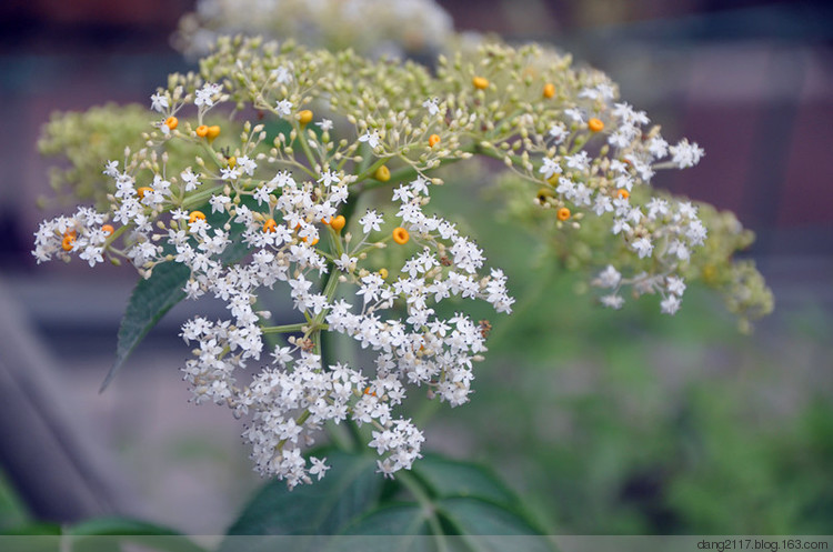 点击大图看下一张：接骨草的图片