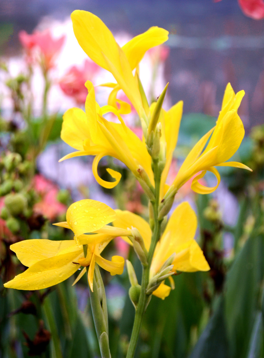 点击大图看下一张：盛开的姜花
