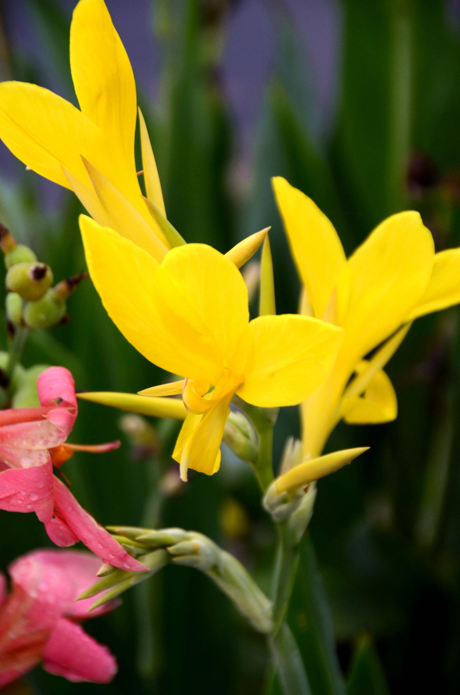 点击大图看下一张：盛开的姜花
