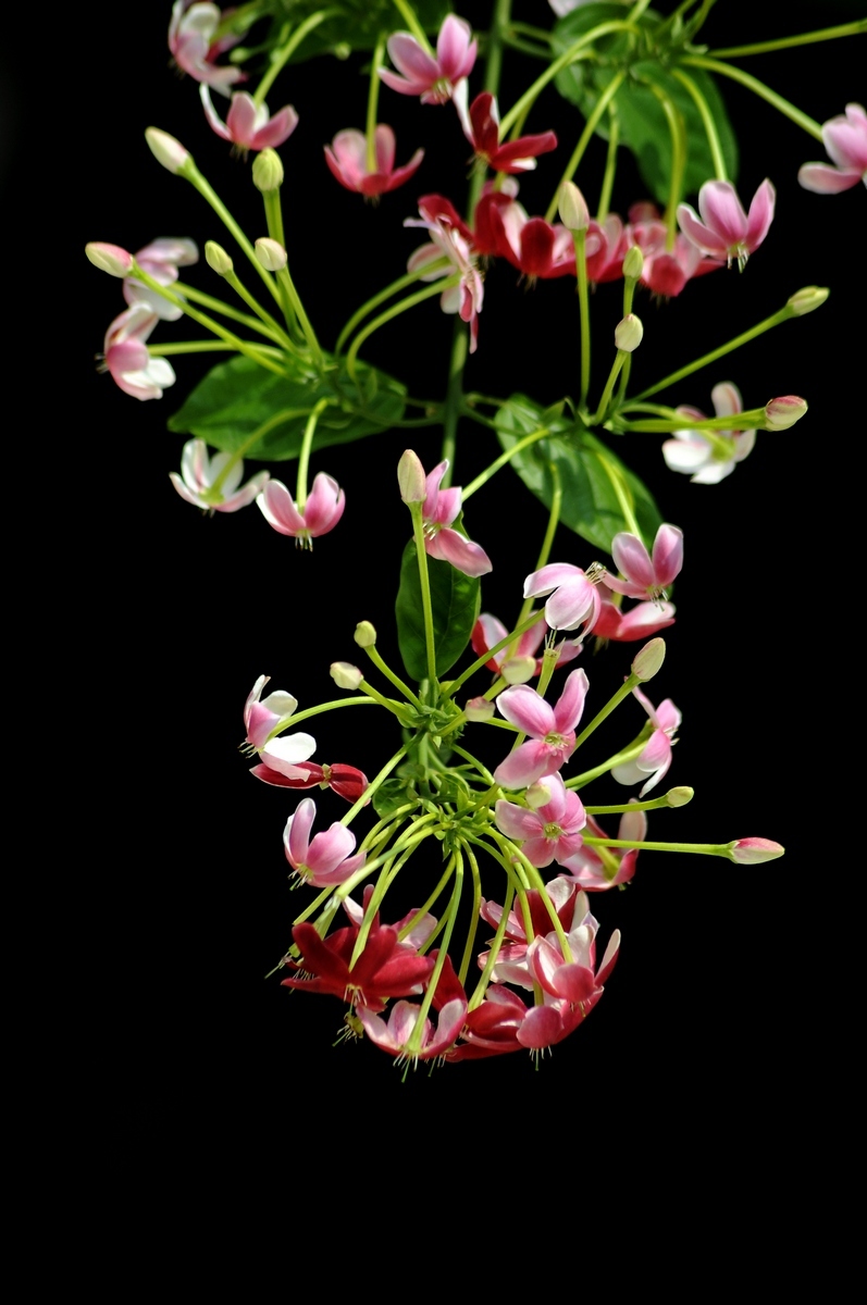 点击大图看下一张：使君子赏析组图