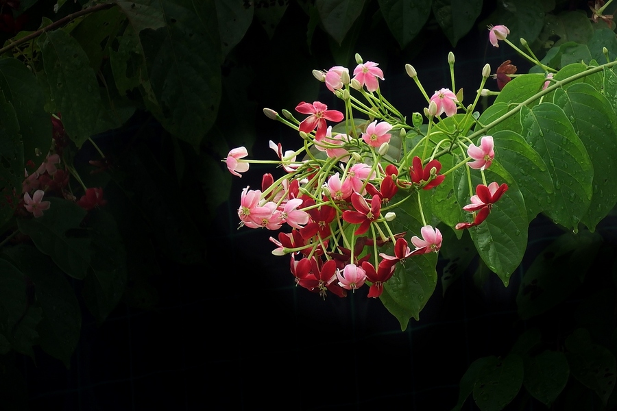 点击大图看下一张：使君子赏析组图