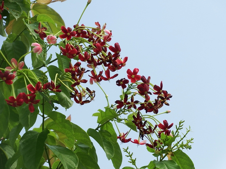 点击大图看下一张：使君子赏析组图