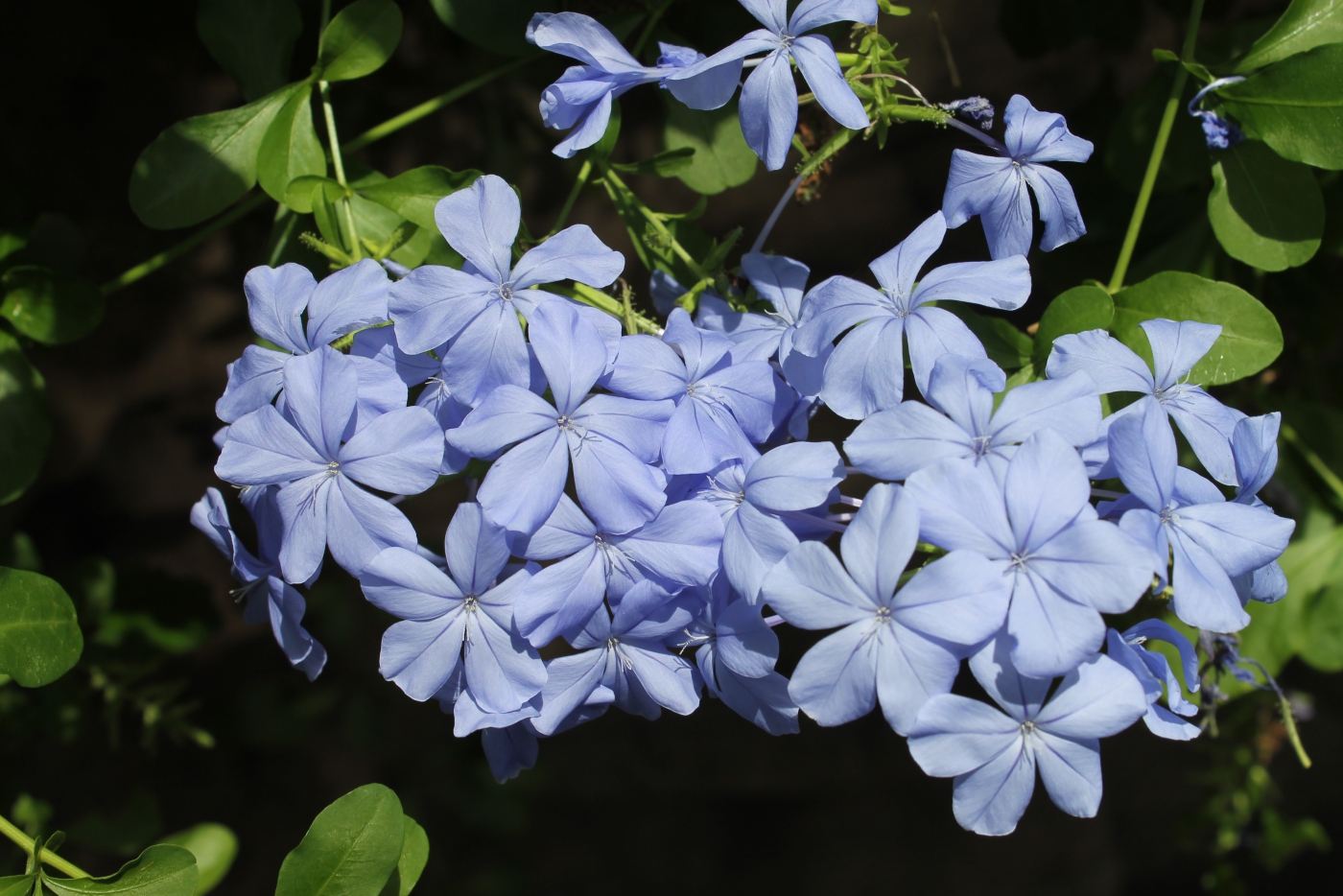 点击大图看下一张：优雅蓝雪花