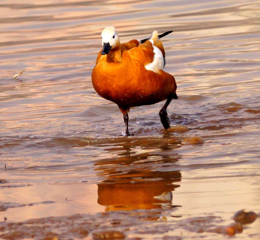 点击大图看下一张：黄河畔的野鸭