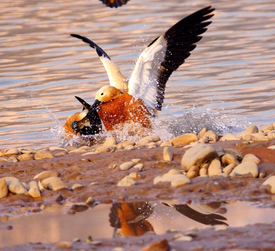 点击大图看下一张：黄河畔的野鸭