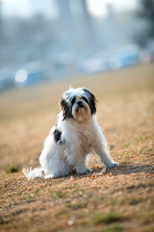 点击大图看下一张：快乐的小狗