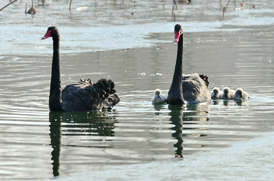 点击大图看下一张：快乐的小天鹅