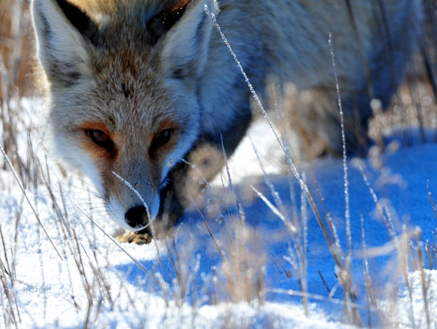 点击大图看下一张：雪山上的狐狸