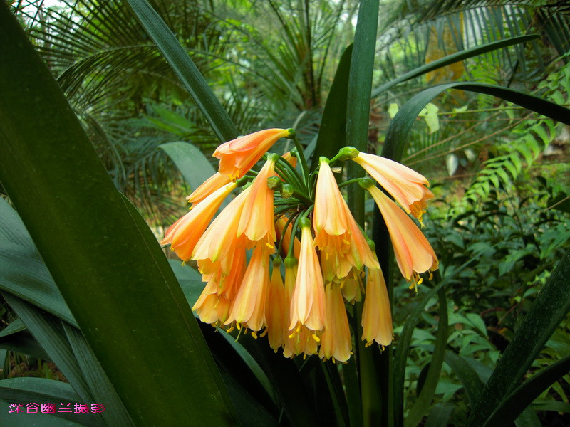 点击大图看下一张：垂笑君子兰赏析图