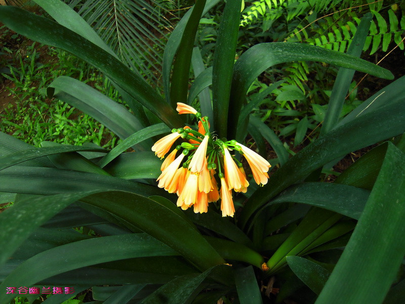 点击大图看下一张：垂笑君子兰赏析图