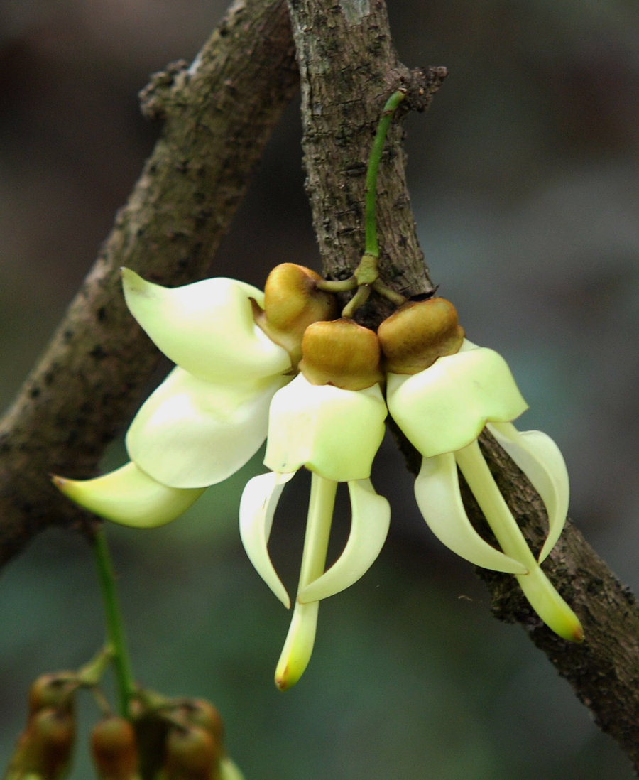点击大图看下一张：禾雀花高清图片