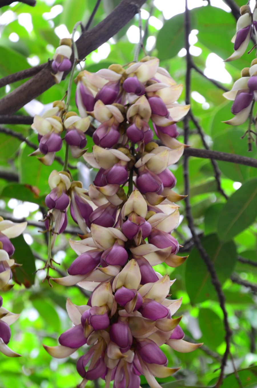 点击大图看下一张：禾雀花高清图片