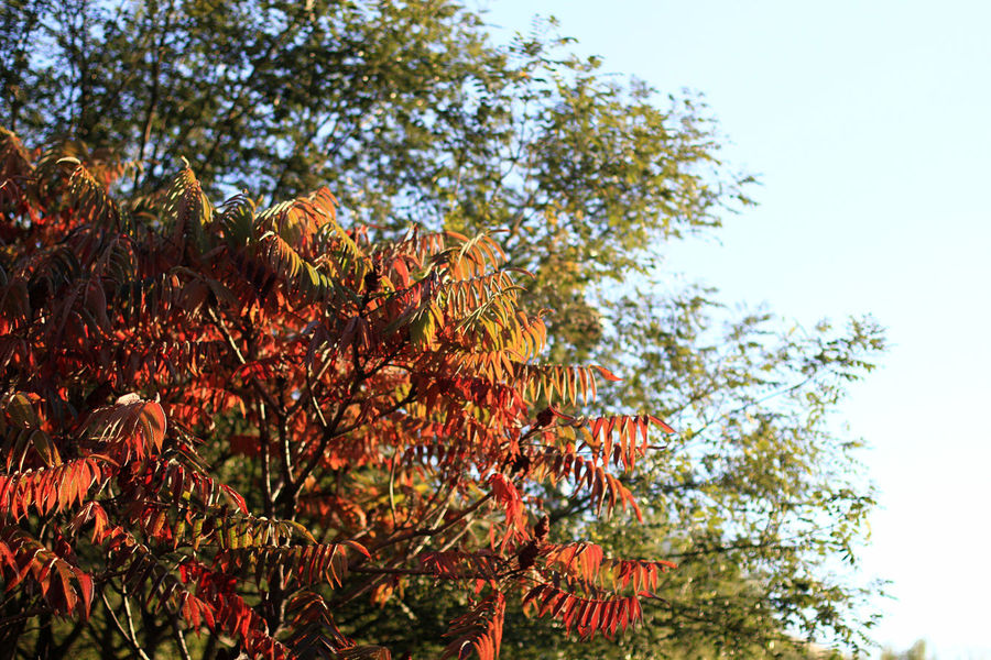 点击大图看下一张：红彤彤的火炬树