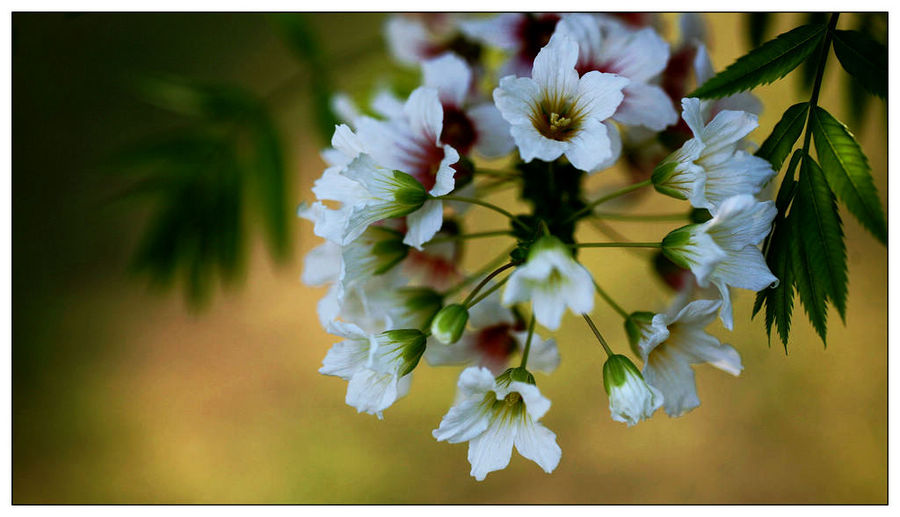 点击大图看下一张:文冠果高清图片