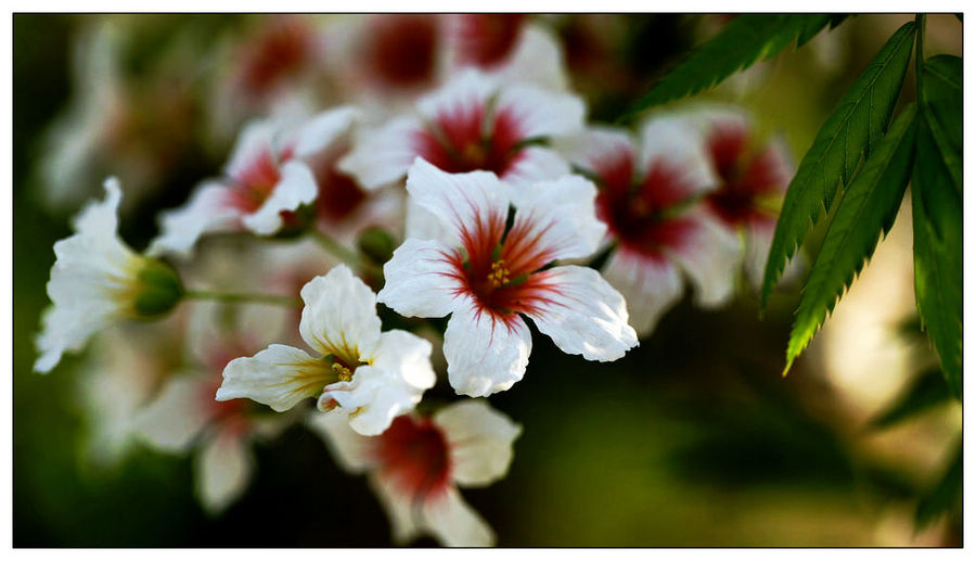 点击大图看下一张：文冠果高清图片