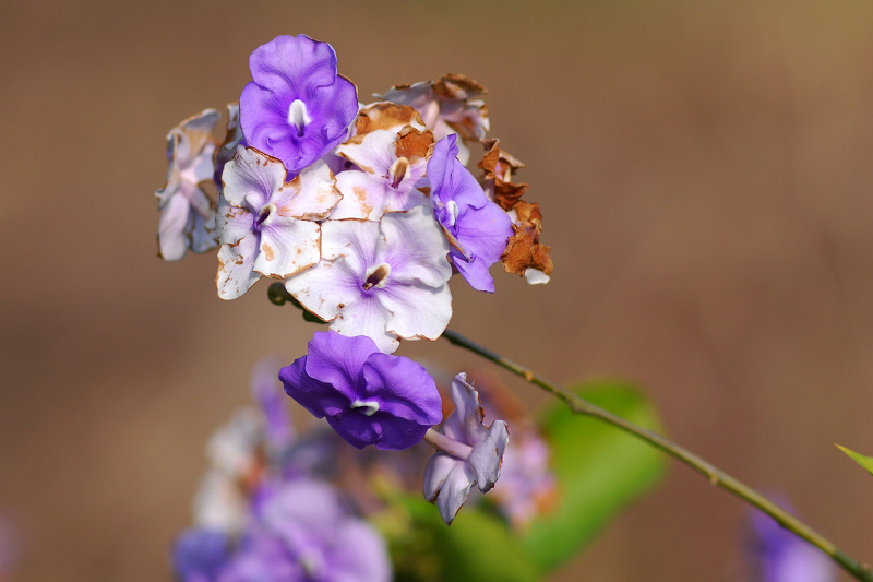 点击大图看下一张：鸳鸯茉莉高清图片