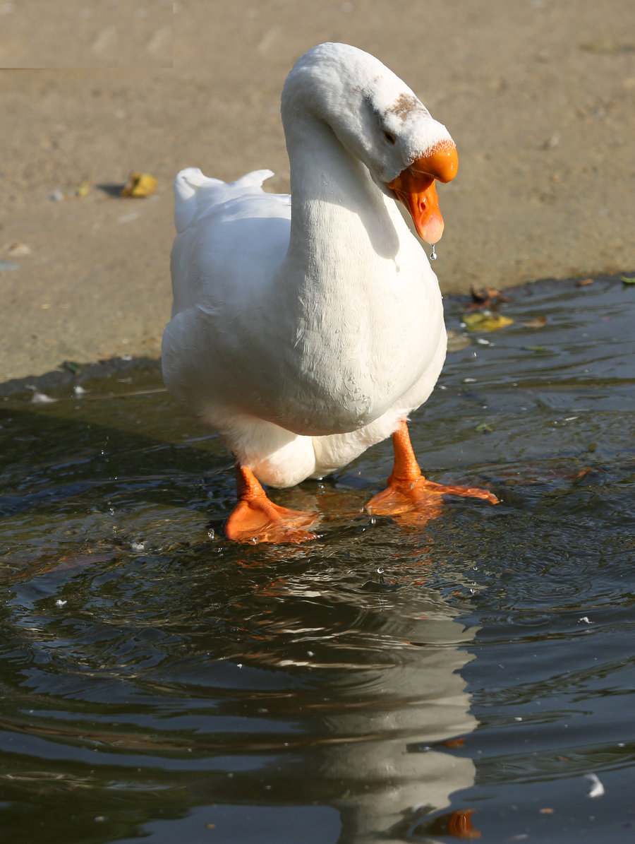 点击大图看下一张：呆头鹅洗澡记
