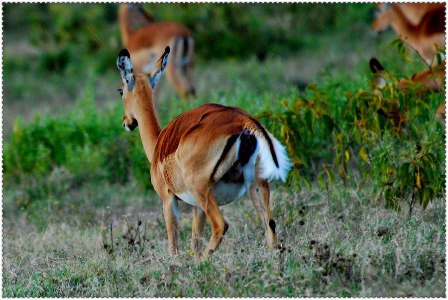 点击大图看下一张：非洲羚羊图片