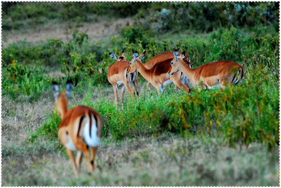 点击大图看下一张：非洲羚羊图片