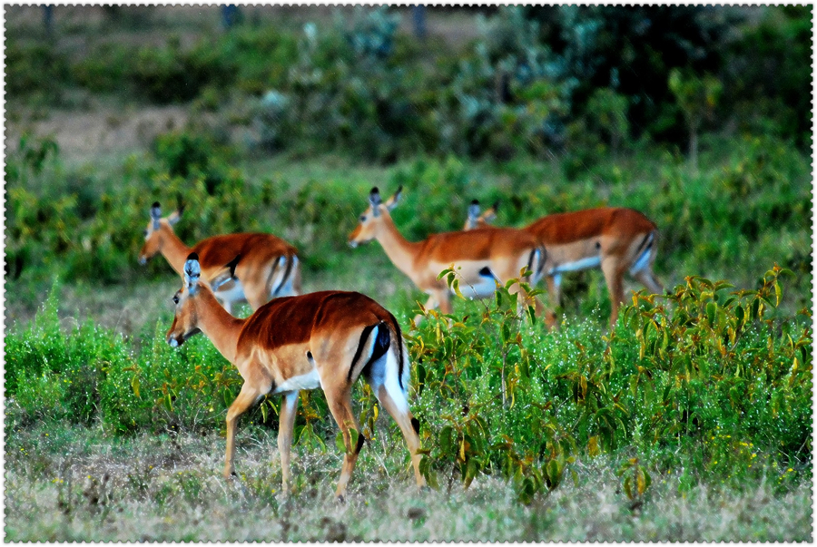 点击大图看下一张：非洲羚羊图片