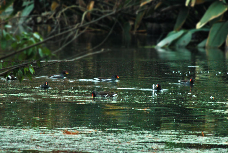 点击大图看下一张：南京梅花谷湿地拍水鸡
