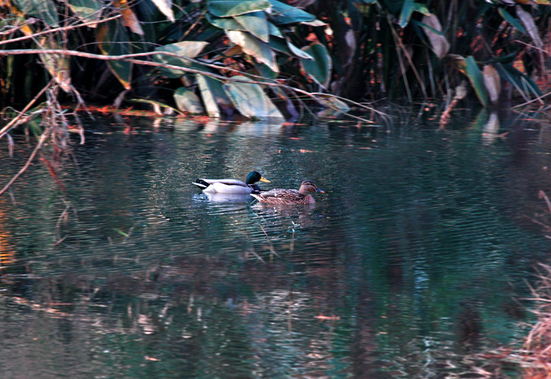 点击大图看下一张：南京梅花谷湿地拍水鸡