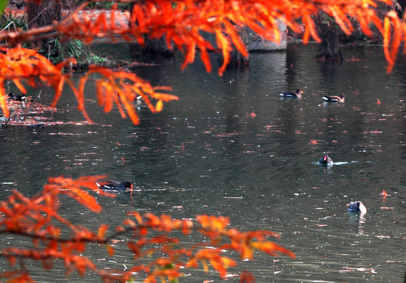 点击大图看下一张：南京梅花谷湿地拍水鸡