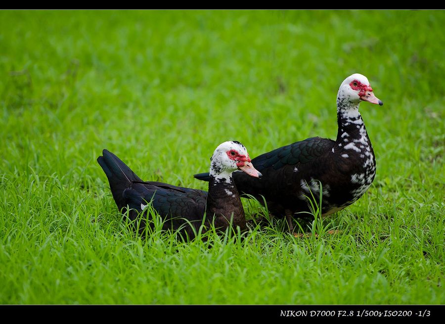点击大图看下一张：瞧岸上的鸭子