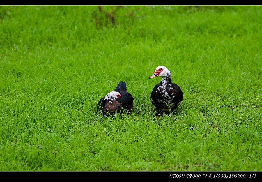 点击大图看下一张：瞧岸上的鸭子
