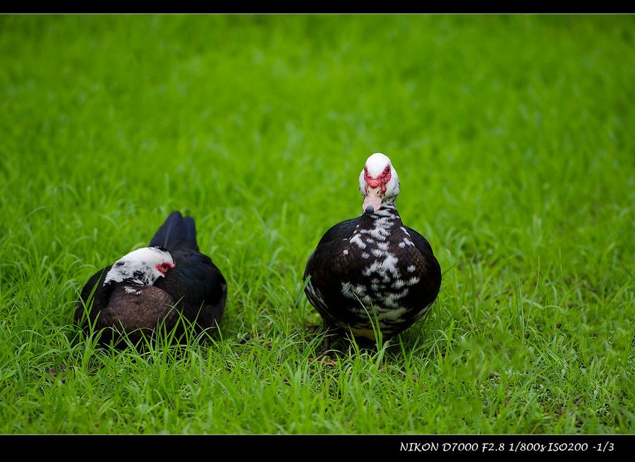 点击大图看下一张：瞧岸上的鸭子