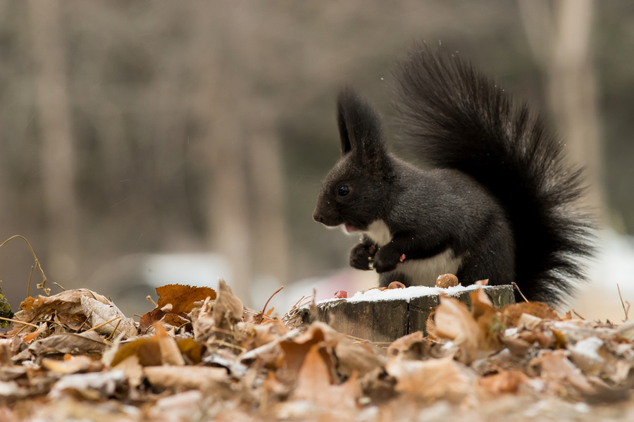点击大图看下一张：松鼠小黑图片