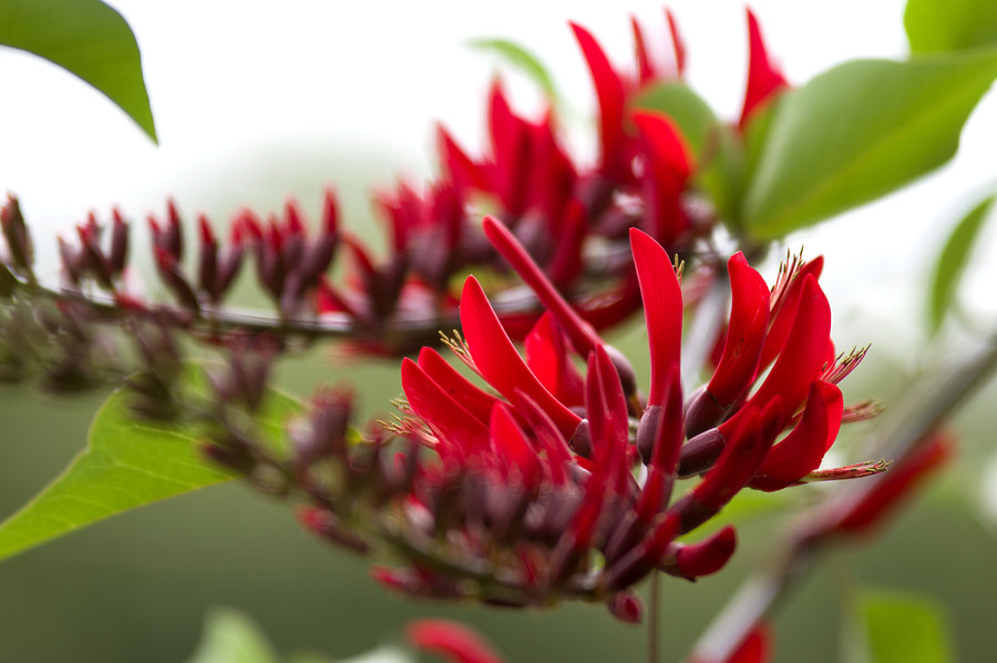 点击大图看下一张：灿若红霞的刺桐
