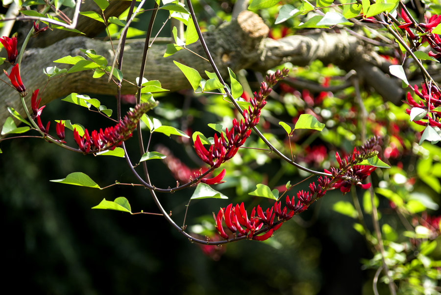 点击大图看下一张：灿若红霞的刺桐