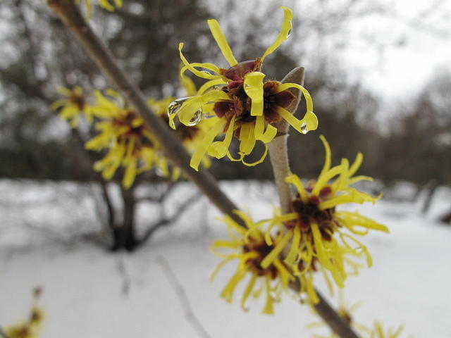 点击大图看下一张：黄灿灿的金缕梅