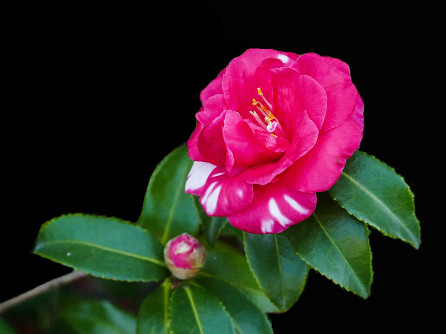 点击大图看下一张：娇艳欲滴茶梅赏析图