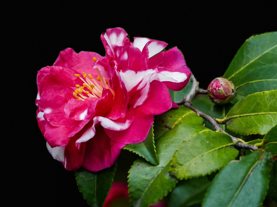 点击大图看下一张:娇艳欲滴茶梅赏析图