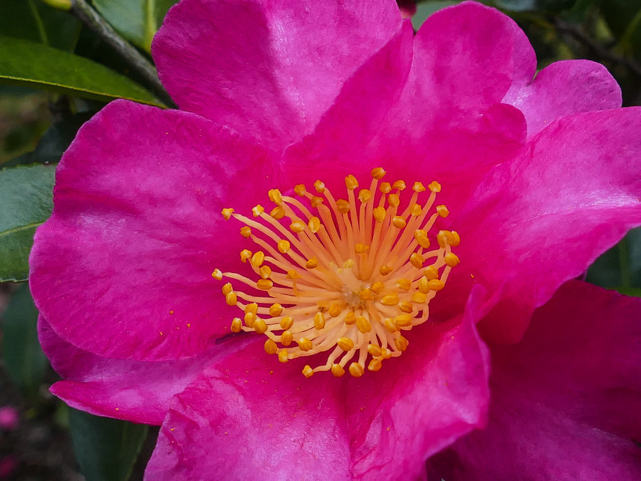 点击大图看下一张：娇艳欲滴茶梅赏析图