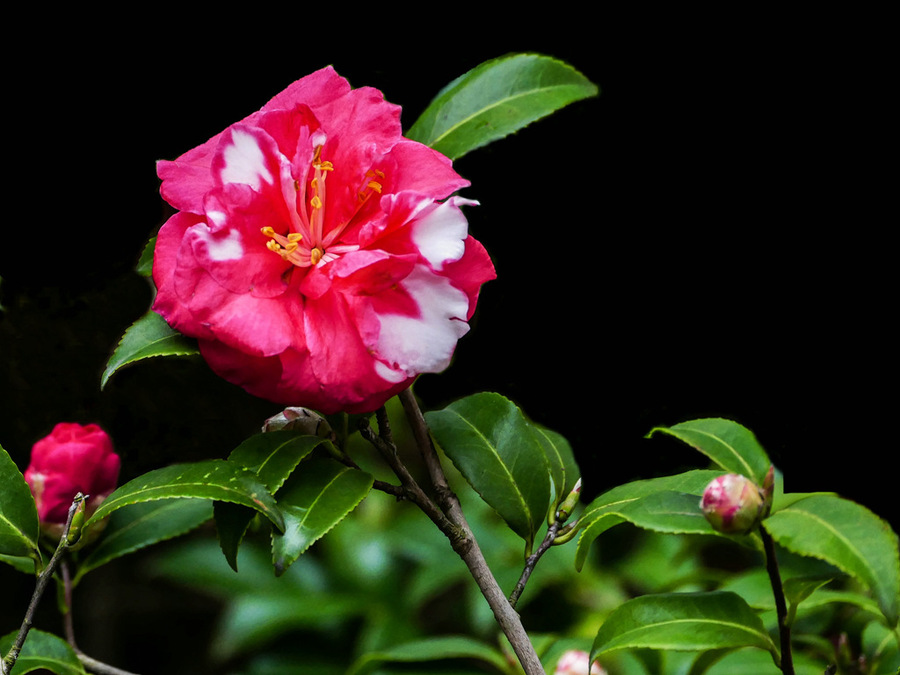 点击大图看下一张：娇艳欲滴茶梅赏析图